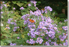 Butterfly-Garden