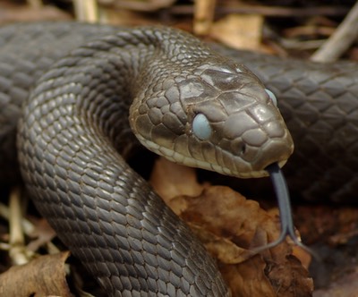 Black Mamba Snake Scales 22